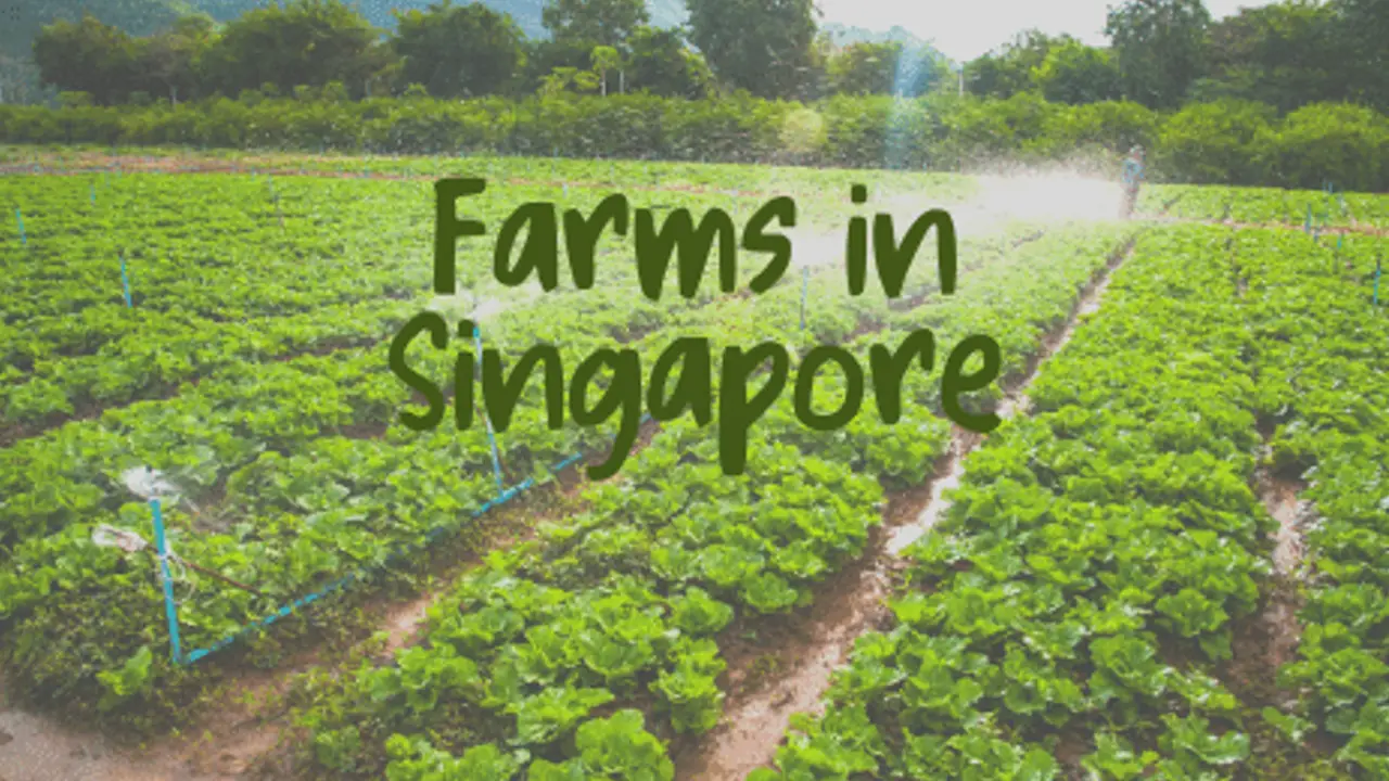 Farms in Singapore